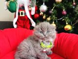 Scottish Fold Longhair Blue
