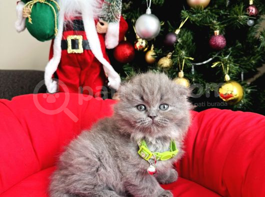 Scottish Fold Longhair Blue görsel