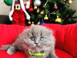 Scottish Fold Longhair Blue