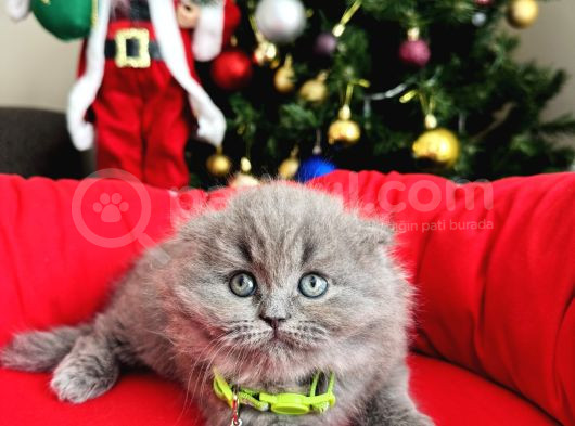 Scottish Fold Longhair Blue görsel