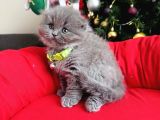 Scottish Fold Longhair Blue