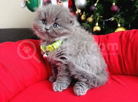 Scottish Fold Longhair Blue görsel