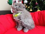 Scottish Fold Longhair Blue