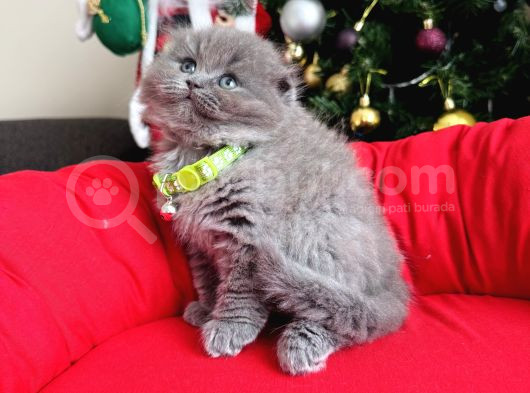 Scottish Fold Longhair Blue görsel