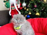 Scottish Fold Longhair Blue