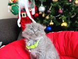 Scottish Fold Longhair Blue