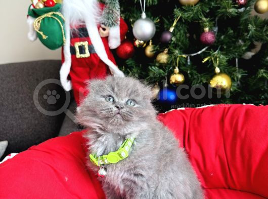 Scottish Fold Longhair Blue görsel