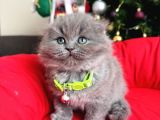 Scottish Fold Longhair Blue