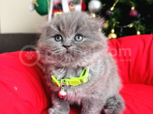 Scottish Fold Longhair Blue görsel
