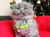 Scottish Fold Longhair Blue