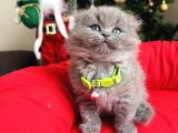 Scottish Fold Longhair Blue