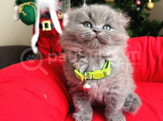 Scottish Fold Longhair Blue