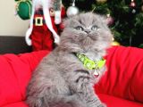 Scottish Fold Longhair Blue