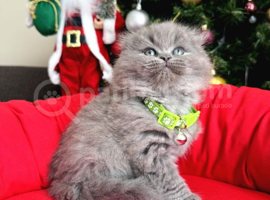Scottish Fold Longhair Blue görsel