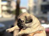 Pug Mops Bebekler
