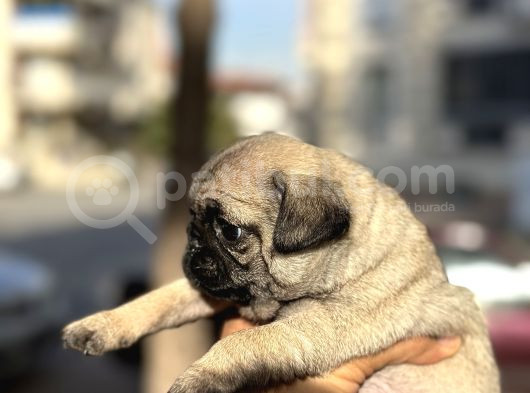 Pug Mops Bebekler görsel