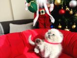 Irkının En Özeli Scottish Fold Bluepoint Ve Lynx Point