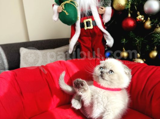 Irkının En Özeli Scottish Fold Bluepoint Ve Lynx Point görsel