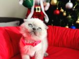 Irkının En Özeli Scottish Fold Bluepoint Ve Lynx Point