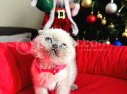Irkının En Özeli Scottish Fold Bluepoint Ve Lynx Point görsel