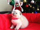Irkının En Özeli Scottish Fold Bluepoint Ve Lynx Point