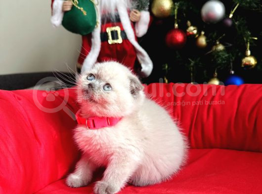 Irkının En Özeli Scottish Fold Bluepoint Ve Lynx Point görsel