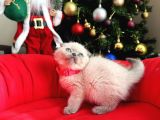 Irkının En Özeli Scottish Fold Bluepoint Ve Lynx Point
