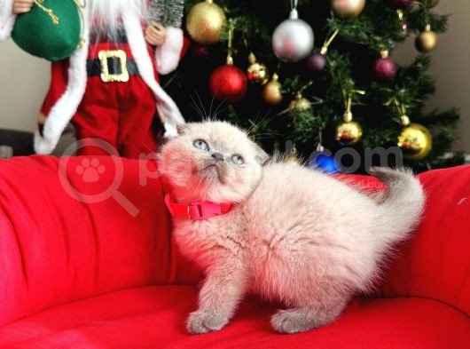 Irkının En Özeli Scottish Fold Bluepoint Ve Lynx Point görsel