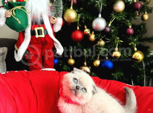 Irkının En Özeli Scottish Fold Bluepoint Ve Lynx Point görsel