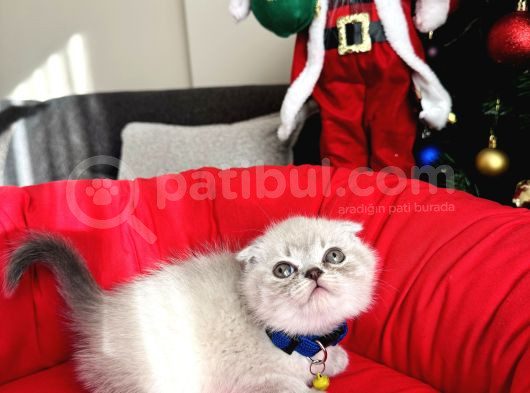 Irkının En Özeli Scottish Fold Bluepoint Ve Lynx Point görsel