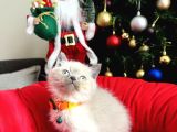 British Shorthair Bluepoint Lynxpoint