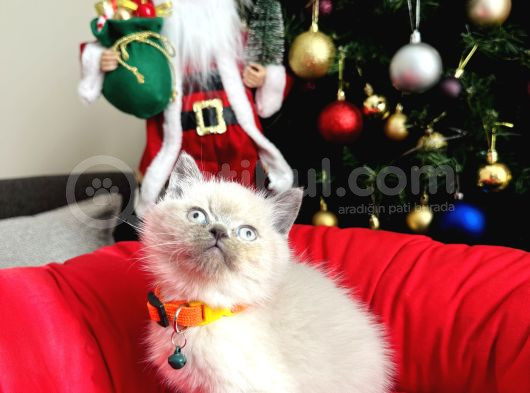 British Shorthair Bluepoint Lynxpoint görsel