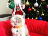 British Shorthair Bluepoint Lynxpoint