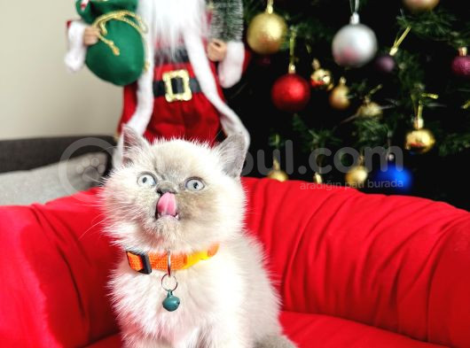 British Shorthair Bluepoint Lynxpoint
