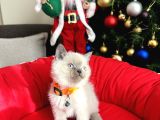 British Shorthair Bluepoint Lynxpoint