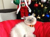 British Shorthair Bluepoint Lynxpoint