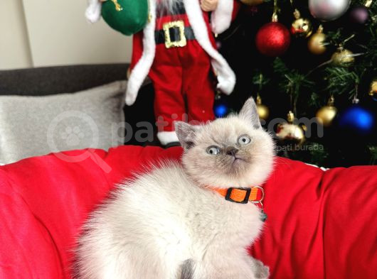 British Shorthair Bluepoint Lynxpoint görsel