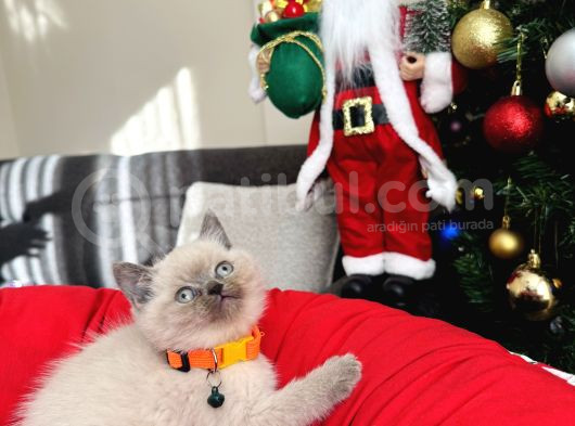 British Shorthair Bluepoint Lynxpoint görsel