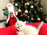 British Shorthair Bluepoint Lynxpoint