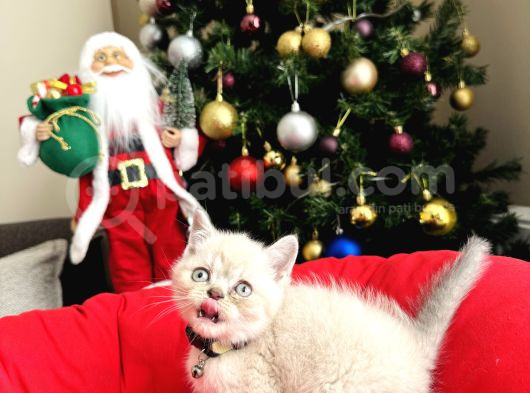 British Shorthair Bluepoint Lynxpoint görsel