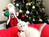 British Shorthair Bluepoint Lynxpoint