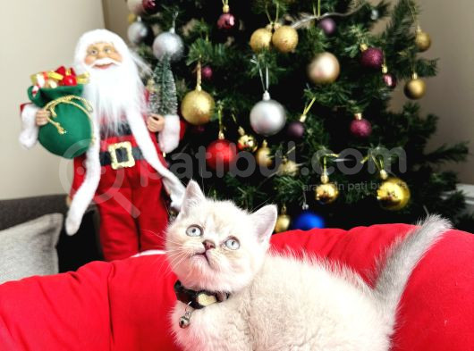 British Shorthair Bluepoint Lynxpoint görsel