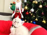 British Shorthair Bluepoint Lynxpoint