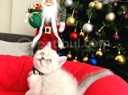 British Shorthair Bluepoint Lynxpoint görsel
