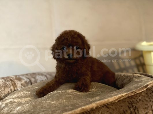 Safkan Anne Babadan En Mi̇ni̇ Boy Bebekler görsel