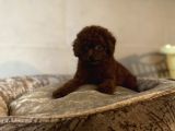 Safkan Anne Babadan En Mi̇ni̇ Boy Bebekler