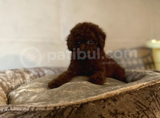 Safkan Anne Babadan En Mi̇ni̇ Boy Bebekler görsel