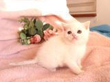 BRİTİSH SHORTHAİR WHİTE DİŞİ YAVRU
