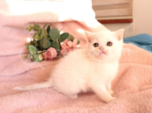 Bri̇ti̇sh Shorthai̇r Whi̇te Di̇şi̇ Yavru