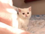 Bri̇ti̇sh Shorthai̇r Whi̇te Di̇şi̇ Yavru